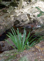 Asplenium simplicifrons