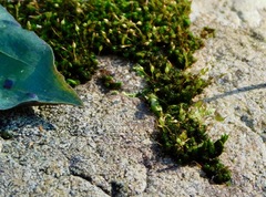 Ptychomitrium incurvum