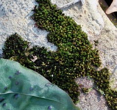 Ptychomitrium incurvum