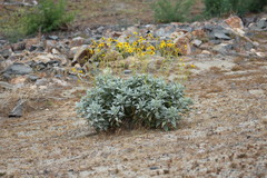 Encelia farinosa