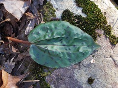 Ptychomitrium incurvum