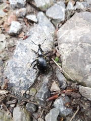 Liparus glabrirostris