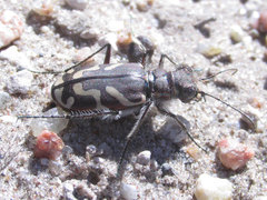 Cicindela tranquebarica kirbyi