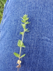 Veronica arvensis
