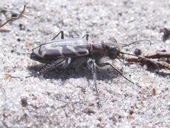Cicindela tranquebarica kirbyi