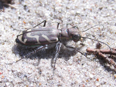 Cicindela tranquebarica kirbyi