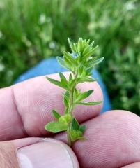 Veronica arvensis