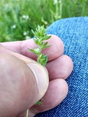 Veronica arvensis