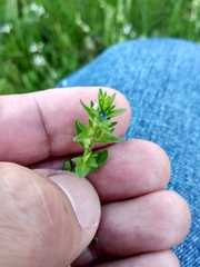 Veronica arvensis