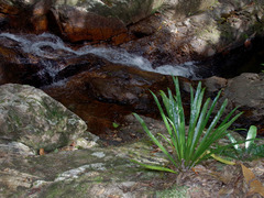 Asplenium simplicifrons