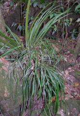 Asplenium simplicifrons