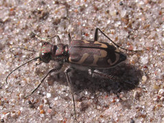 Cicindela tranquebarica kirbyi
