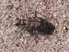 Cicindela tranquebarica kirbyi