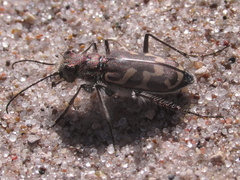 Cicindela tranquebarica kirbyi