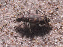 Cicindela tranquebarica kirbyi