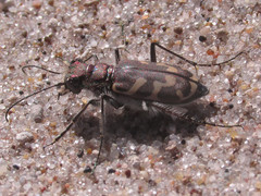 Cicindela tranquebarica kirbyi