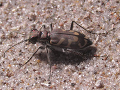Cicindela tranquebarica kirbyi