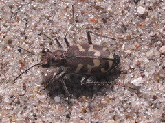 Cicindela tranquebarica kirbyi