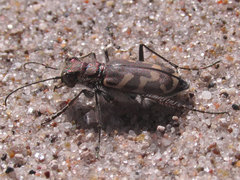 Cicindela tranquebarica kirbyi