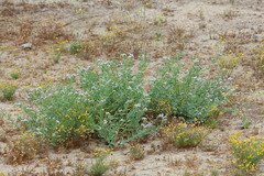 Heliotropium curassavicum