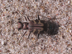 Cicindela tranquebarica kirbyi