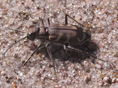 Cicindela tranquebarica kirbyi