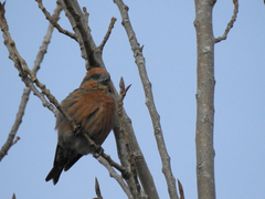 Loxia curvirostra