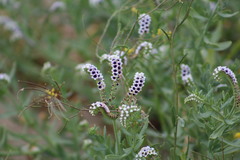 Heliotropium curassavicum