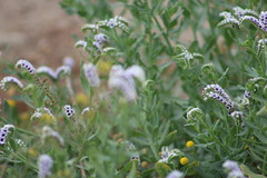 Heliotropium curassavicum