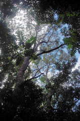 Banksia aquilonia