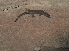 Chatogekko amazonicus