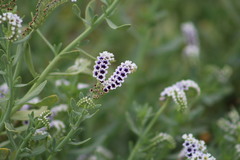 Heliotropium curassavicum