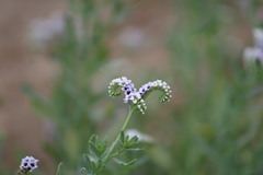 Heliotropium curassavicum
