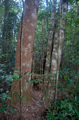 Banksia aquilonia