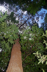 Banksia aquilonia