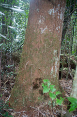 Banksia aquilonia