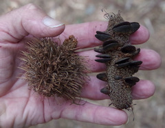 Banksia aquilonia