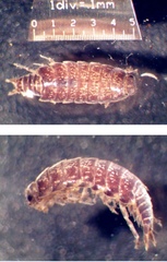 Anchiphiloscia pilosa