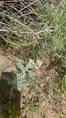 Astragalus drummondii