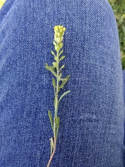 Alyssum desertorum