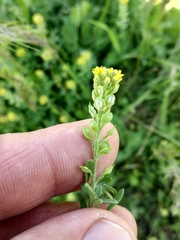 Alyssum desertorum