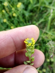 Alyssum desertorum