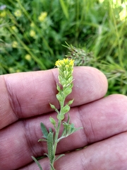 Alyssum desertorum