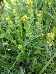 Alyssum desertorum