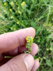 Alyssum desertorum