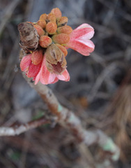 Brachychiton megaphyllus