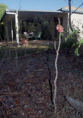 Brachychiton megaphyllus