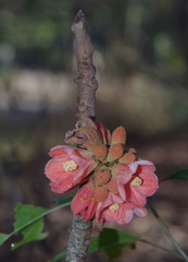 Brachychiton megaphyllus