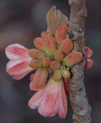 Brachychiton megaphyllus