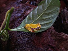 Dendropsophus mapinguari